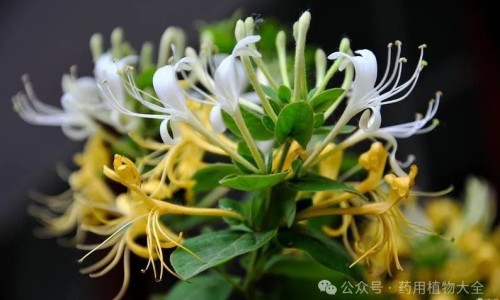 熟地黄功效与作用及禁忌副作用-熟地黄功效与作用及禁忌-专业熟地黄功效与作用及禁忌症平台-熟地黄功效与作用及禁忌、副作用
