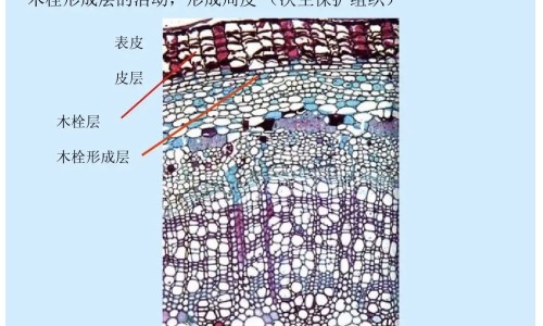 熟地黄功效与作用及禁忌-专业熟地黄功效与作用及禁忌症平台-熟地黄功效与作用及禁忌、副作用