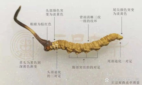 熟地黄功效与作用及禁忌-专业熟地黄功效与作用及禁忌症平台-熟地黄功效与作用及禁忌、副作用